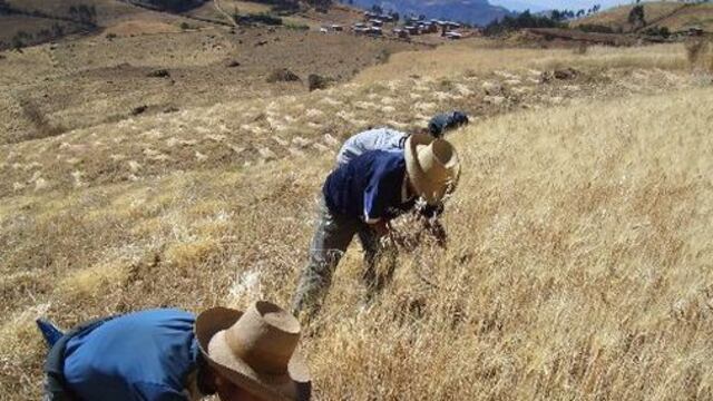 Minagri: Más de tres millones de peruanos se dedican a la agricultura familiar