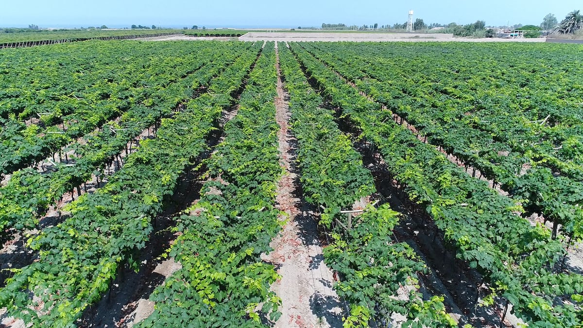 Bodegas Viña Vieja cuenta con 304 hectáreas en Chincha y 100 hectáreas en Villacuri, Ica.