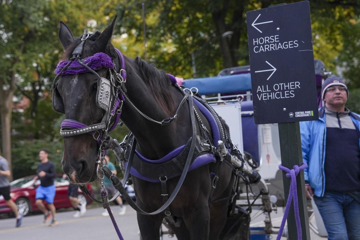 Los paseos en carruajes tirados por caballos son una tradición en Nueva York (Foto: EFE)