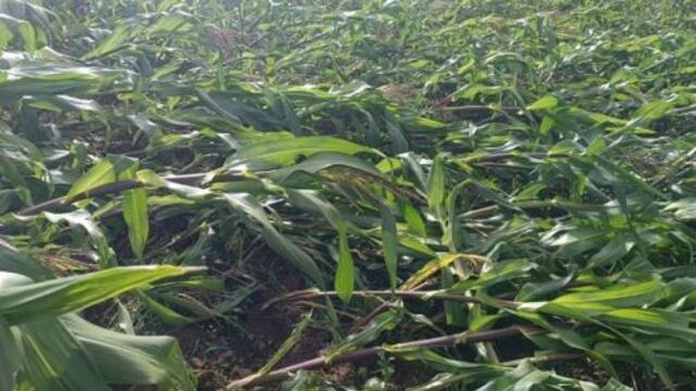 Ayacucho: vientos fuertes dañan más de 15 hectáreas de cultivos de maíz