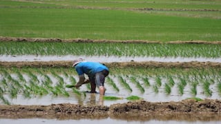 Midagri: Producción de arroz caería 7.5% este año, y de papa 10.7% el 2023