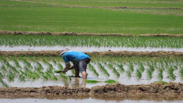 Senamhi advierte riesgos para siembra de papa, maíz y arroz por bajas temperaturas