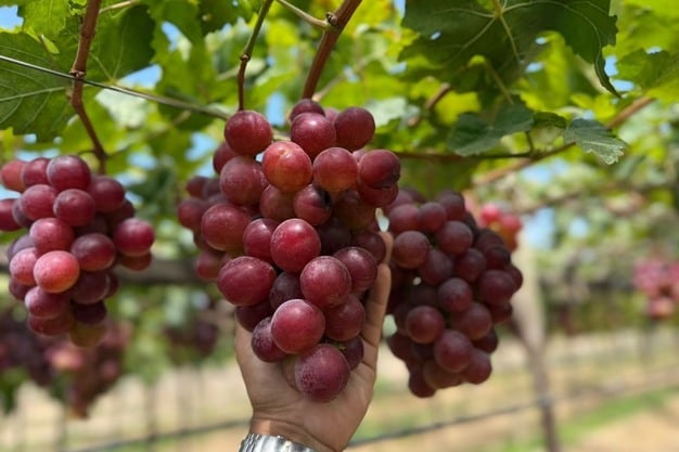 Se estima una crecimiento entre 4% y 5% en volumen de exportaciones peruanas de uva de mesa respecto al año pasado, que fue un año récord.