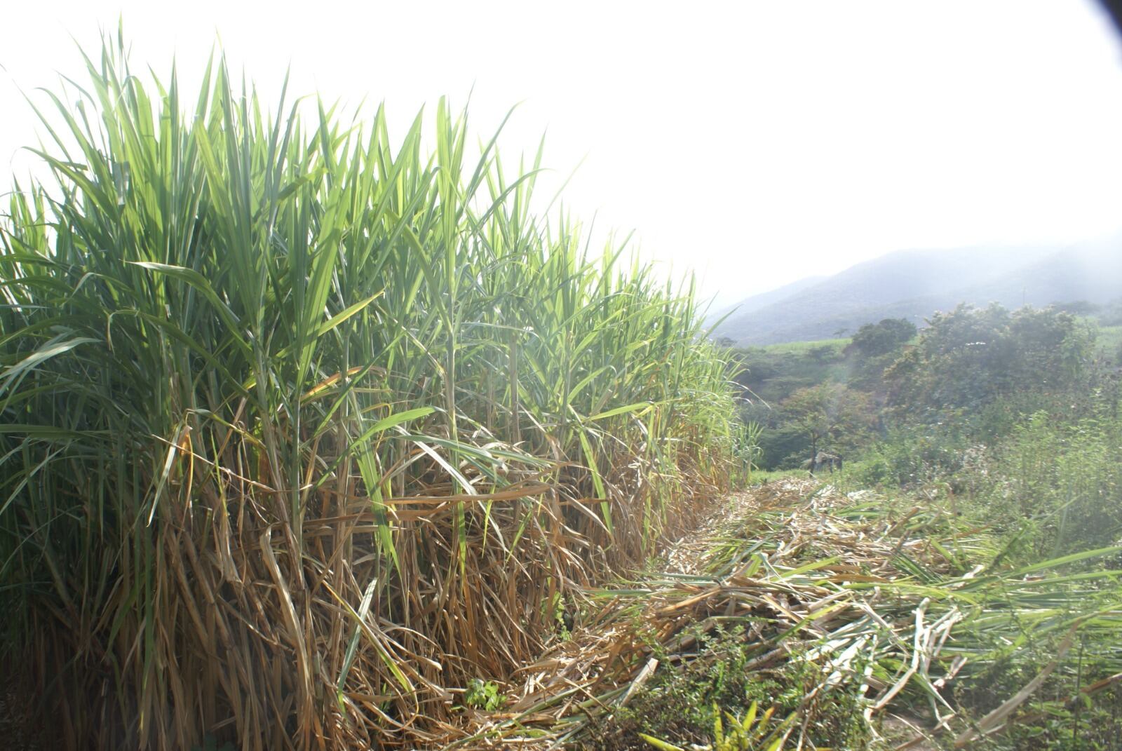 Se trata de 247.50 gramos de semillas, producto de 117 cruzamientos biparentales realizados en México (Foto: Midagri)