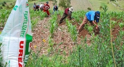 El Niño “no viene solo”: alza de fletes y de precios de fertilizantes también amenazan al agro