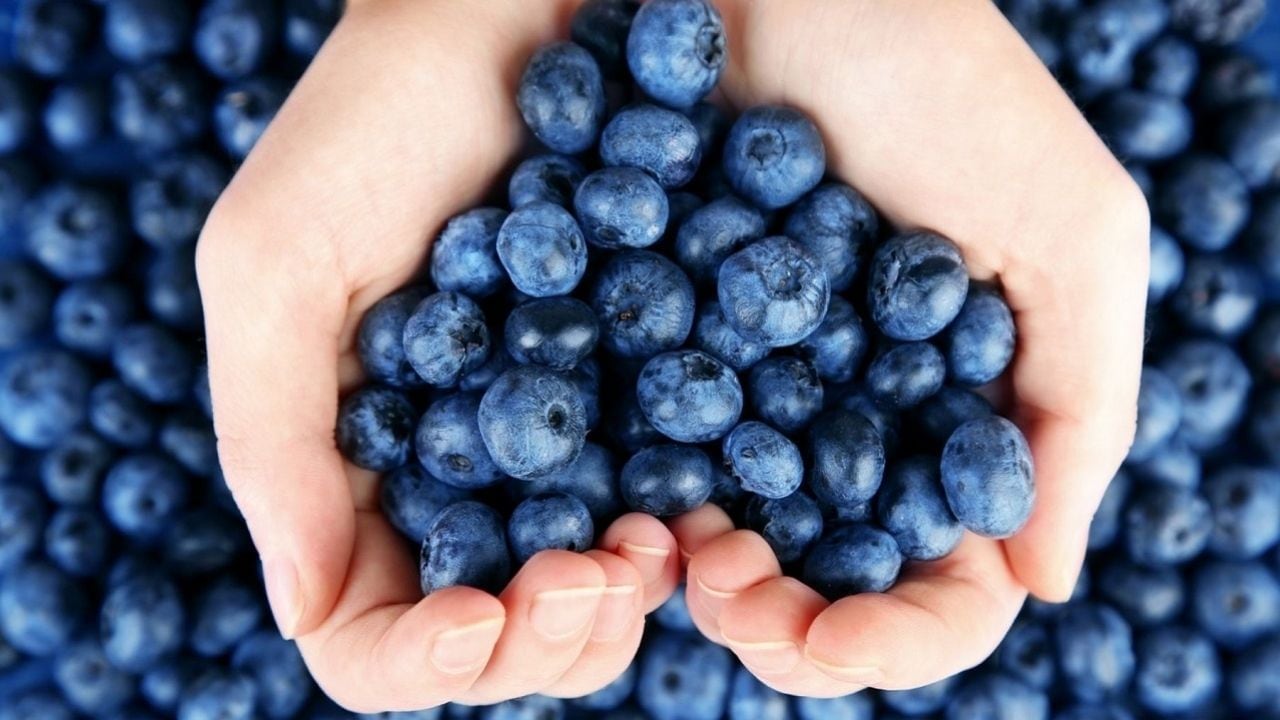 Cerro Prieto irá por nueva generación genética de arándanos. (Foto referencial).