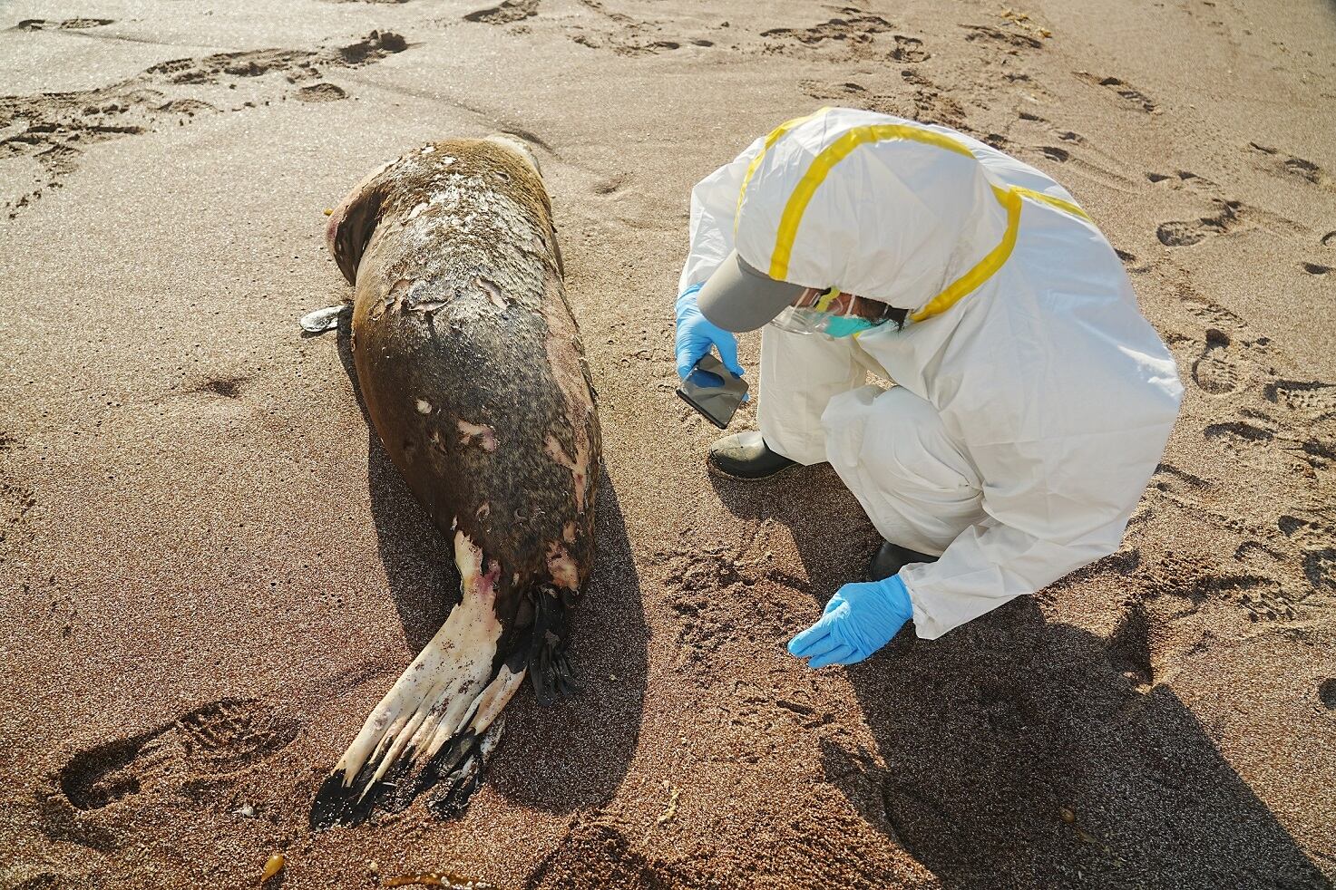 Detectan en Argentina más casos de lobos marinos infectados por gripe aviar. Foto: Serfor.
