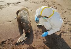 Gripe aviar: detectan más casos de lobos marinos infectados en Argentina