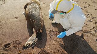 Gripe aviar: detectan más casos de lobos marinos infectados en Argentina