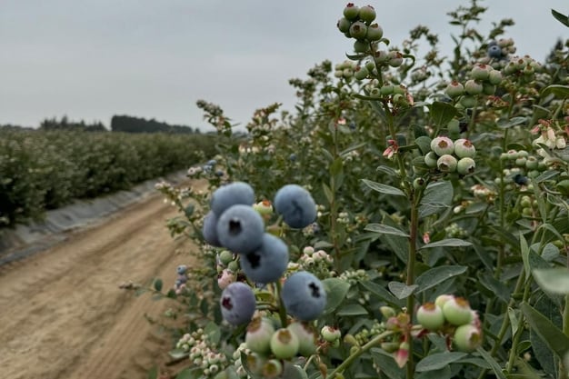 La compañía proyecta saltar de 100 a casi 800 hectáreas de uva en los próximos tres años y cerrar el actual ejercicio con 1,000 hectáreas de arándanos entre variedades exclusivas y libres.