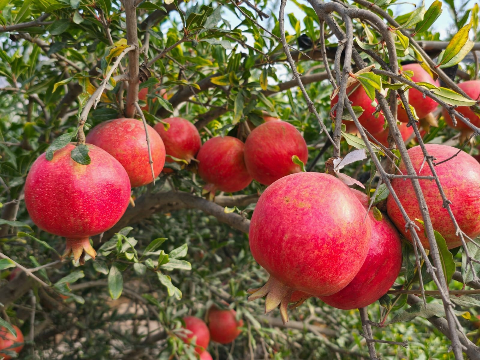 La granada se posiciona como un producto peruano de exportación. ¿Qué hace falta para que su éxito despegue? (Foto: ProGranada)