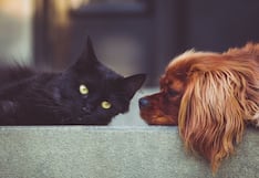 Mascotas engreídas, pero sin seguro, ¿por qué están más tranquilas en San Isidro o Comas?