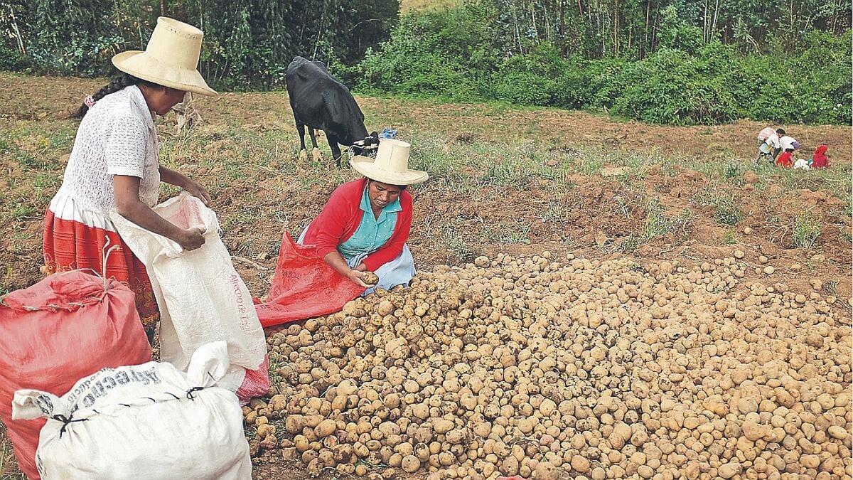 AGAP señaló que impulsa la formalidad del sector agroindustrial. (Foto: GEC)