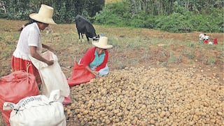 AGAP: Empresarios deben comprometerse más para avanzar a la formalización en el sector agroexportador