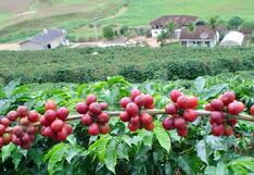 Midagri: Productores de café exportarán sin restricciones a la Unión Europea