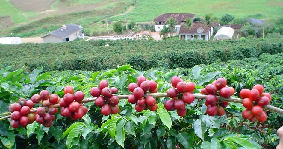 Midagri implementará un proyecto para incrementar ventas de café de pequeños productores. Foto: Yara Perú