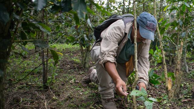 Biocréditos: los productos y las zonas de la Amazonía a los que están dirigidos