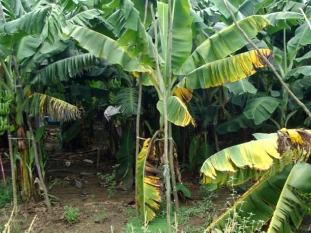 El hongo Fusarium R4T es una de las mayores amenazas fitosanitarias para la producción bananera mundial. (Foto: Captura/Primera Línea)