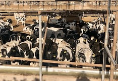 Proveedor de Gloria evalúa aumentar vacas para más producción de leche: los planes de Pampa Baja