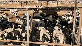 Proveedor de Gloria evalúa aumentar vacas para más producción de leche: los planes de Pampa Baja