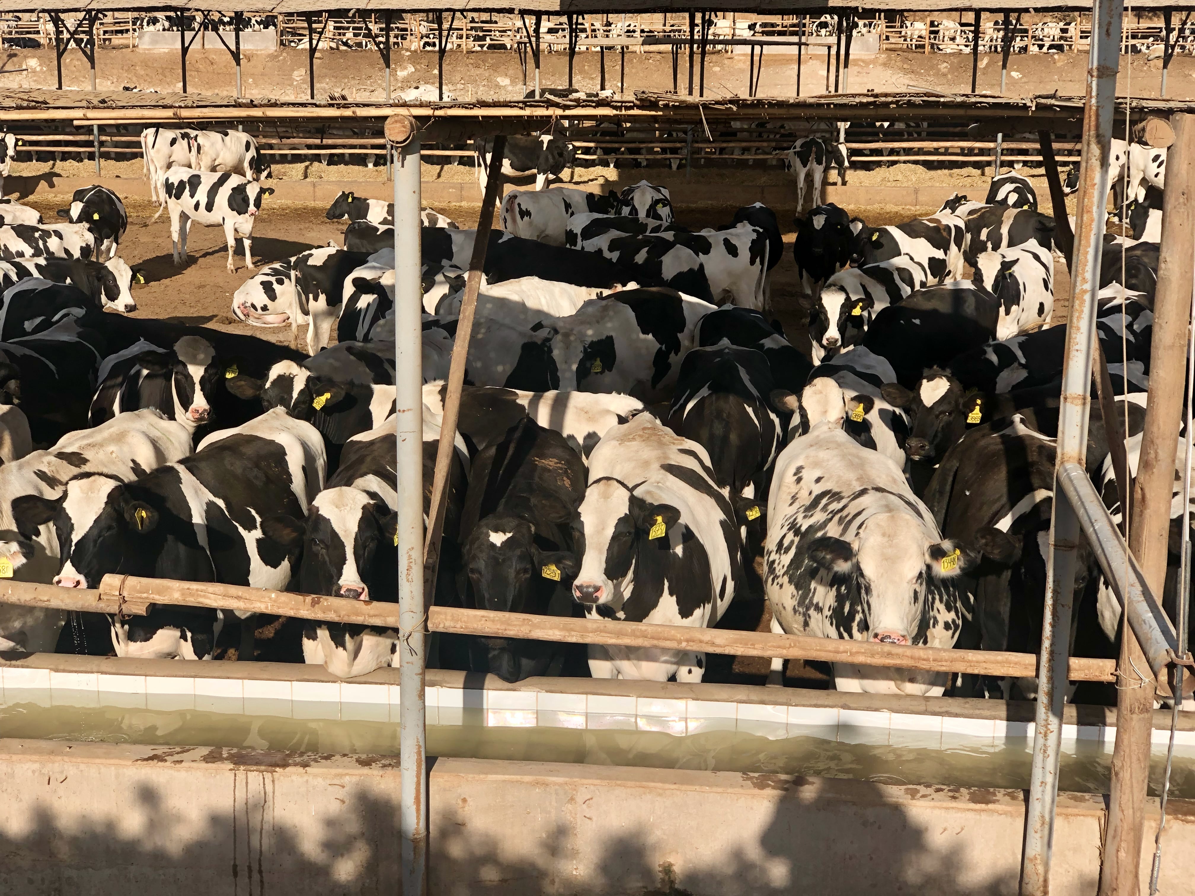 Pampa Baja cuenta con un establo de 3,500 vacas en Arequipa.