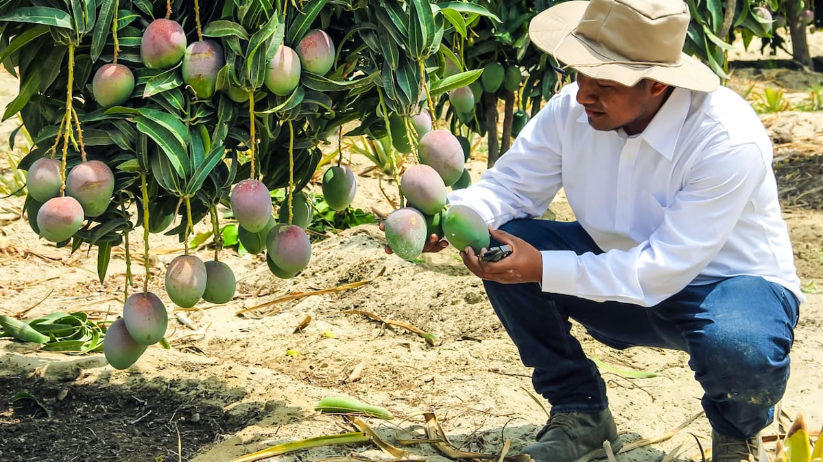 Exportación de mango en alerta: el “Niño” ataca la floración en el norte
