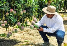 Midagri señala que no sembrar mango por 3 años ayudará a controlar la sobreoferta