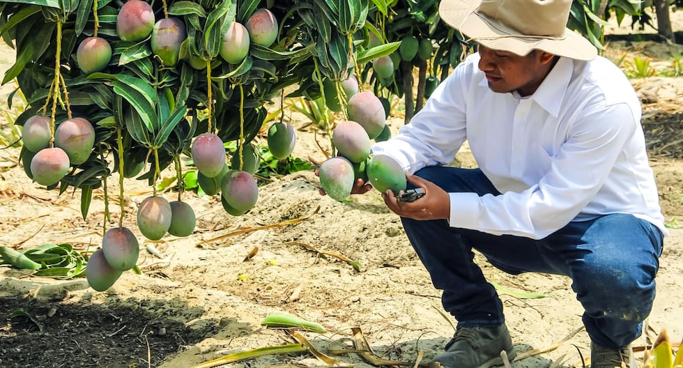 El Niño pone en riesgo la producción de mangos en Perú