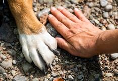 Británicos abandonan a sus mascotas por el encarecimiento de la vida