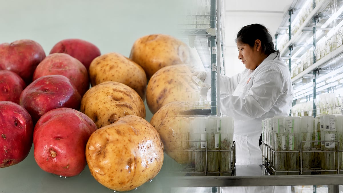 La papa del futuro: así “brotó” el seguro genético y económico de Perú