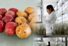 La papa del futuro: así “brotó” el seguro genético y económico de Perú