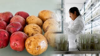 La papa del futuro: así “brotó” el seguro genético y económico de Perú