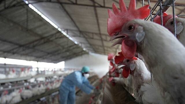 Perú en alerta ante posibilidad que se presenten casos de gripe aviar en humanos