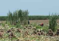 Grupo Romero concreta venta de Agrícola del Chira al grupo guatemalteco Ingenio Magdalena
