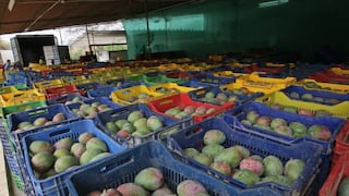 Piura inicia campaña de mango Kent con precios más altos respecto a la campaña anterior 