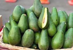 Paltas peruanas podrían ver variación en su precio internacional: ¿empeora o mejora su escenario?