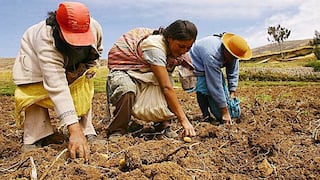 Guano de isla multiplicó 10 veces productividad en cultivos de quinua en Cajamarca