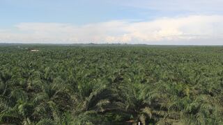 Grupo Ocho Sur planea mejoras en planta de oleaginosas en Ucayali