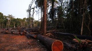 MEF transfiere S/ 6.4 millones a Serfor para fiscalizar legalidad de recursos forestales