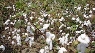Algodón molinero extralargo: la nueva variedad peruana que elevaría en 50% la productividad