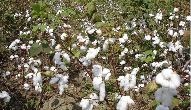 "Con la introducción de esta variedad de algodón extralargo, toda la cadena productiva debe ganar", mencionó el ministro del Produce, César Quispe. Foto: difusión