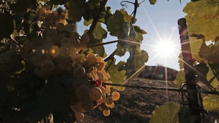 OIV: La producción mundial de vino repunta a niveles del 2006
