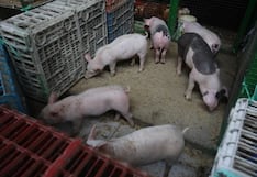 Perú triplica consumo de carne de cerdo y alcanza los 11 kilos por persona al año