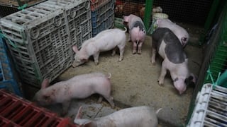 Perú triplica consumo de carne de cerdo y alcanza los 11 kilos por persona al año