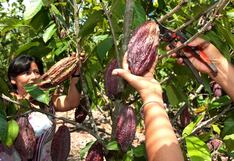 ¿Sembrar un solo cultivo o no? La estrategia para que monocultivos no se sumen a crisis del cacao