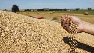 Rusia reduce pronóstico de cosecha de granos