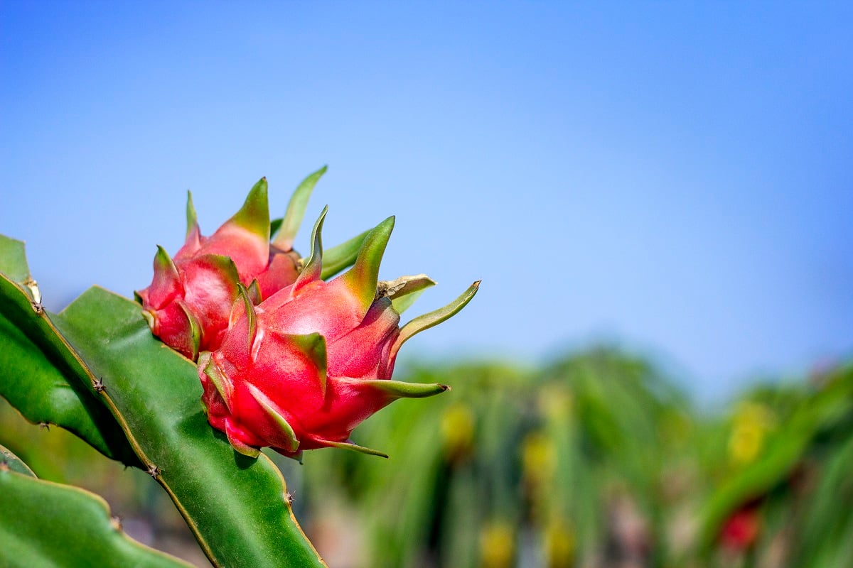 Agroindustria Baleno actualmente desarrolla pitahaya de la variedad Undatus Vietnam.