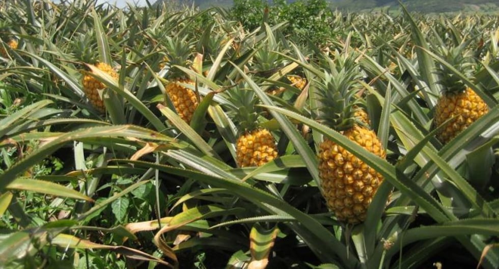 Boom de piña y jengibre orgánico impulsa expansión global de Selva ...
