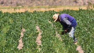 Promulgan ley que prioriza el seguro agrario para proteger la agricultura familiar
