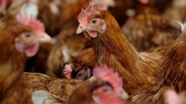 Gripe aviar: decomisan más de 700 aves que iban a ingresar a Perú desde Ecuador